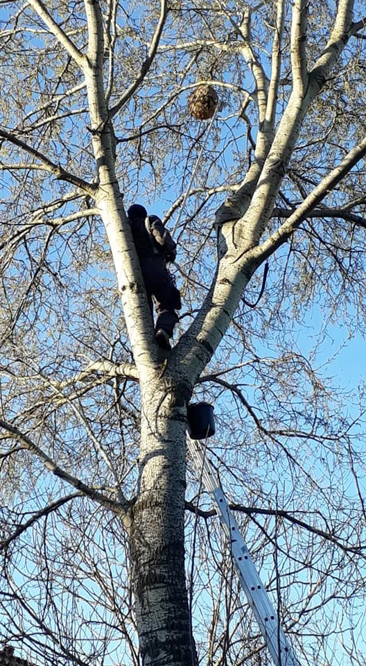 Nid de frelons dans un arbre traité par Planète Nuisibles à Salon-de-Provence