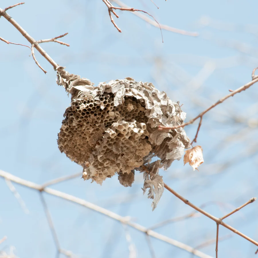 Nid de frelons asiatiques dans un arbre