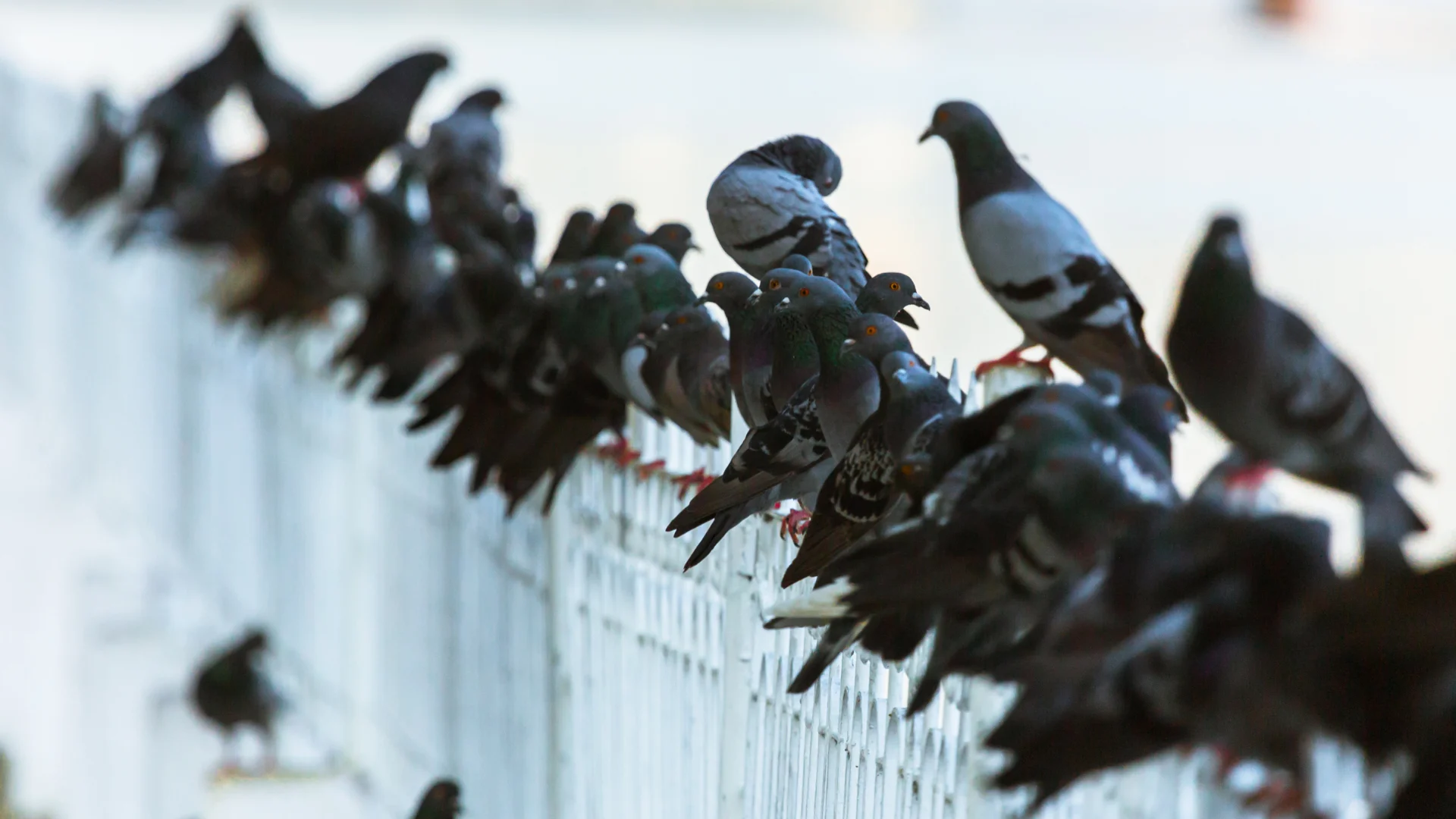 Un troupeau de pigeons perchés sur une clôture.