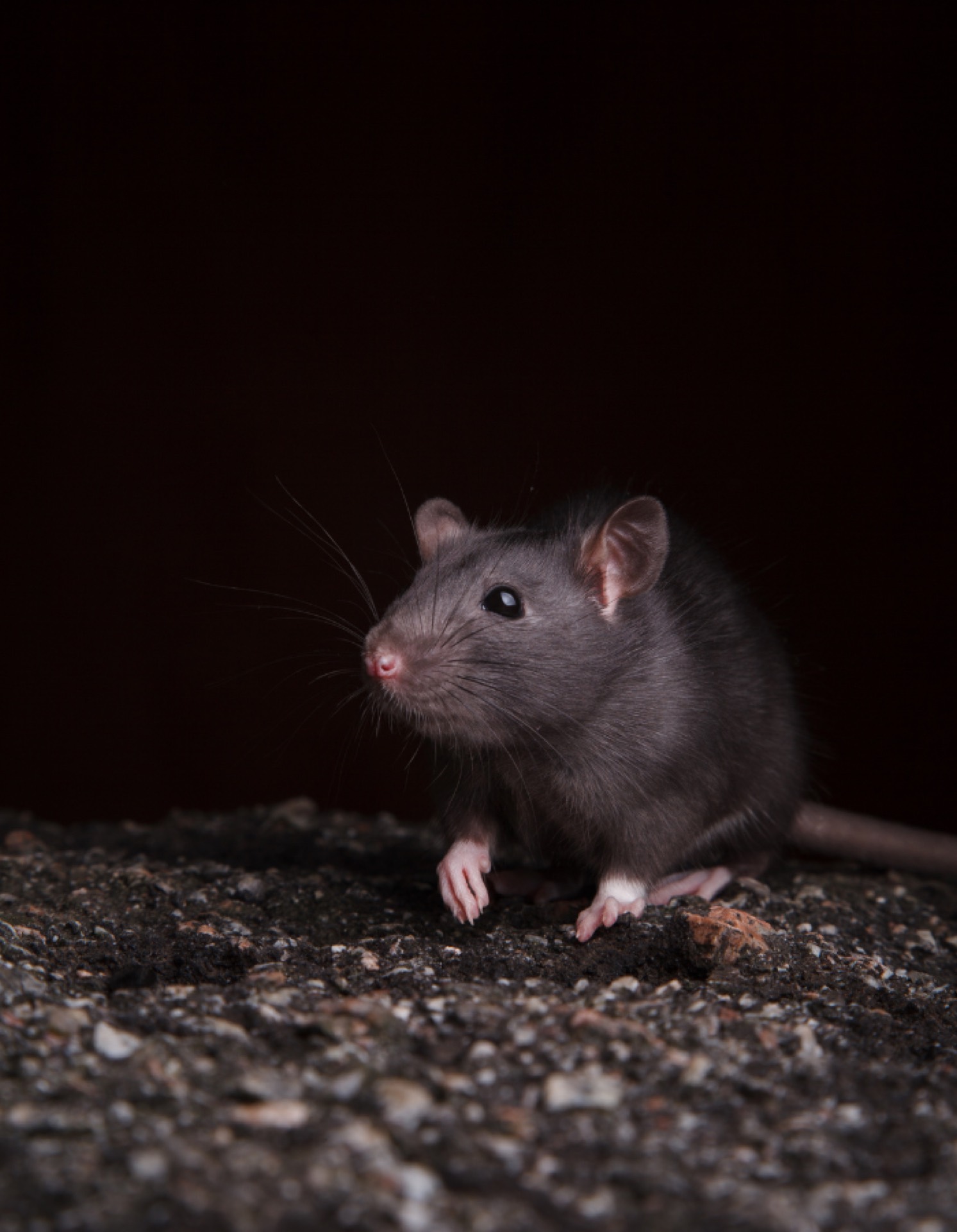 Un rat se tient debout sur ses pattes arrières sur un morceau de papier.