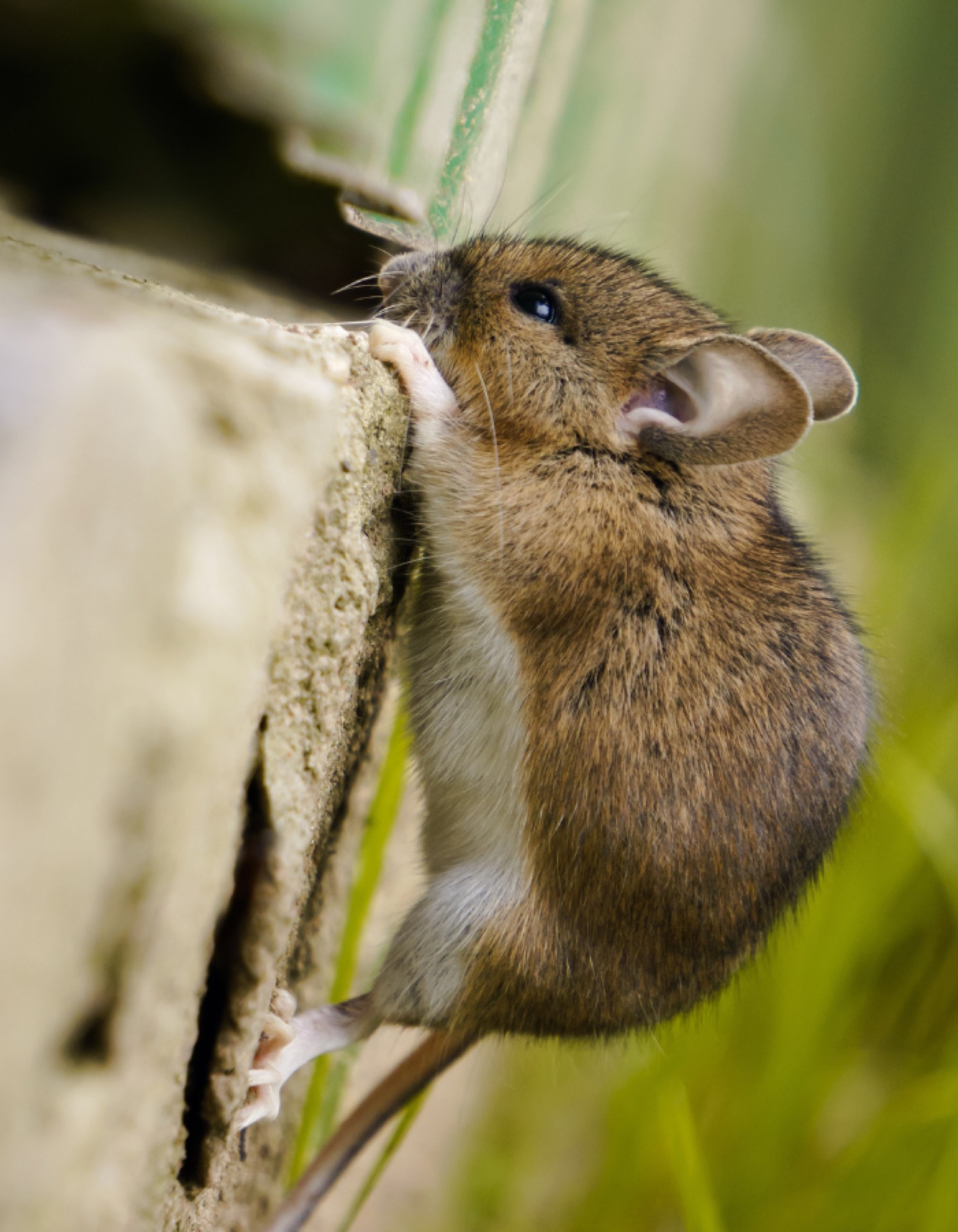 Un rat se tient debout sur ses pattes arrières sur un morceau de papier.