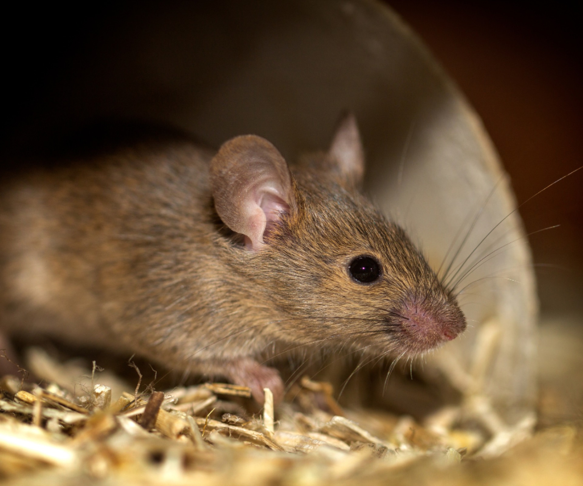 Un rat est assis sur une table en bois et regarde la caméra.