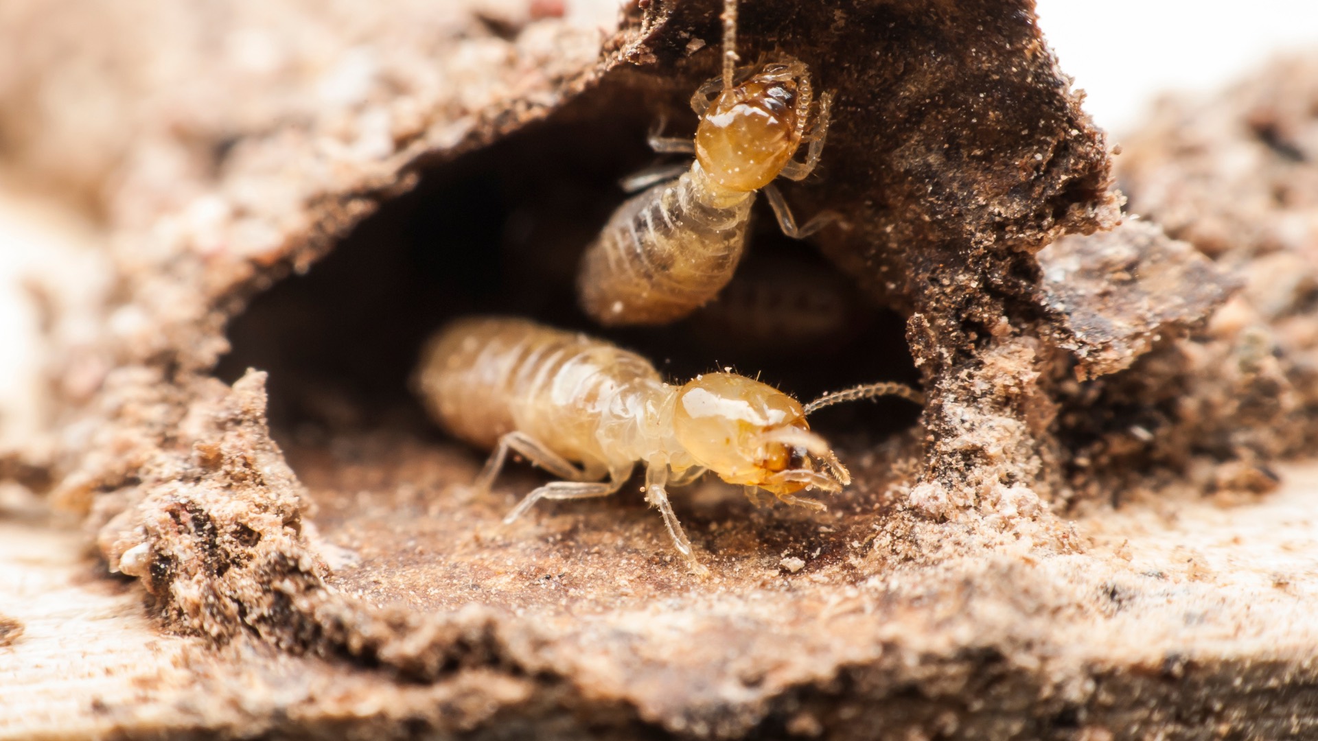 Un gros plan d'un nid de guêpes sur le sol