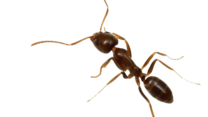 traitement fourmis manosque