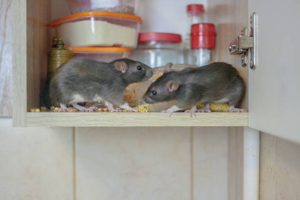 deratisation rats