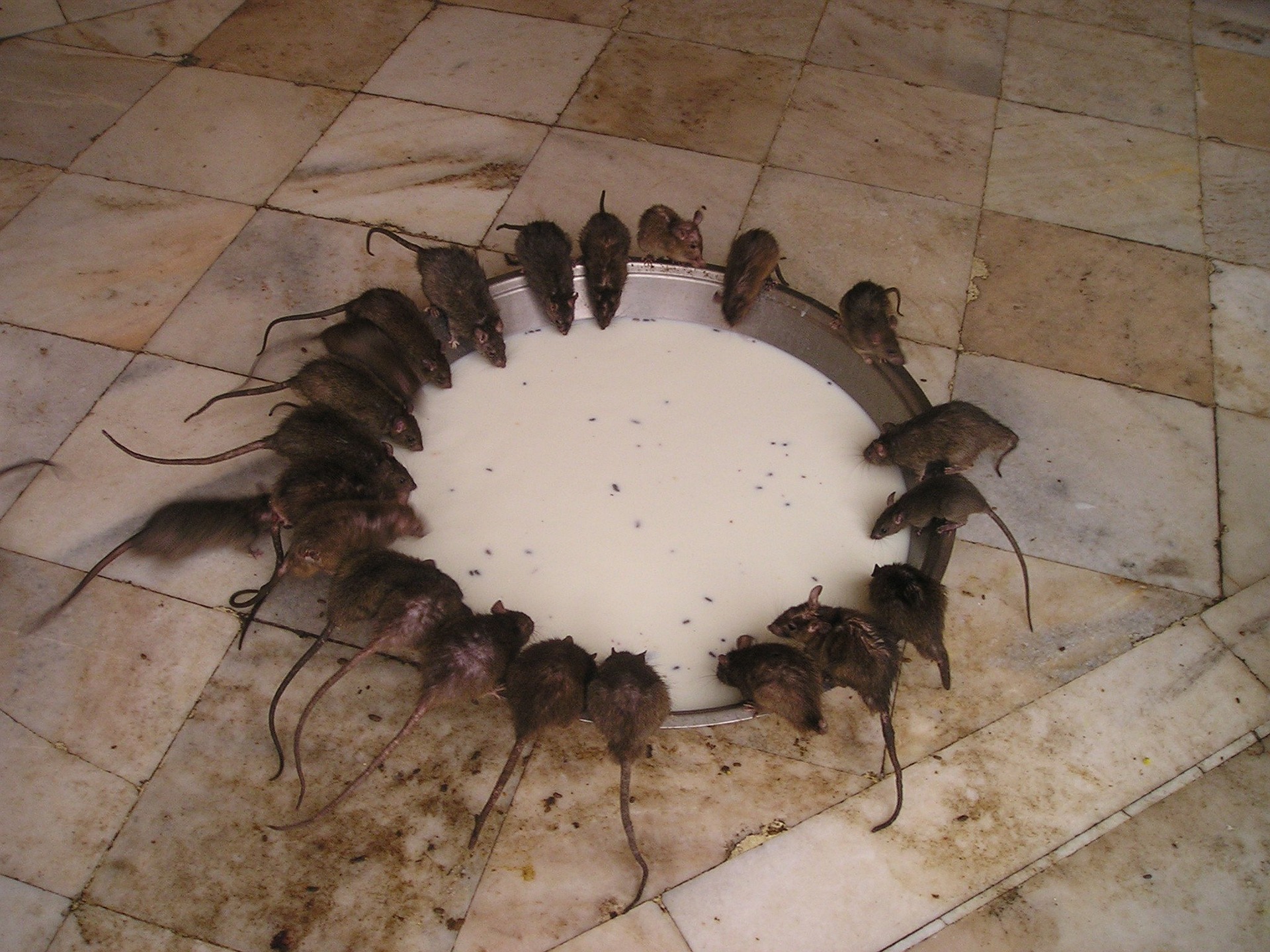 rats en colonie à salon de provence